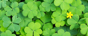 Same day flower delivery Toronto – Toronto flowers gifts - St. Patrick's Day Gifts 