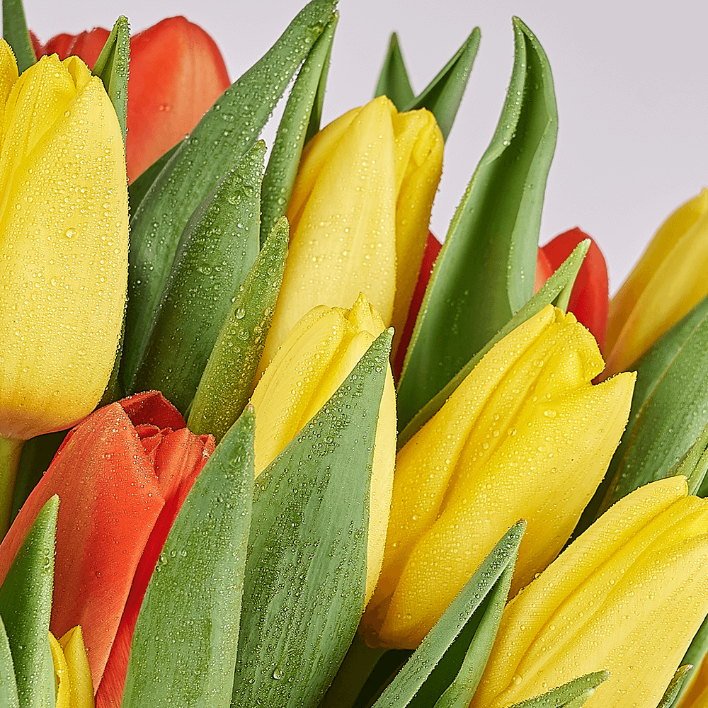 Country Garden Tulip Bouquet, tulip gift, tulips, seasonal flower gift, seasonal flowers, flower gift, flowers, Toronto delivery