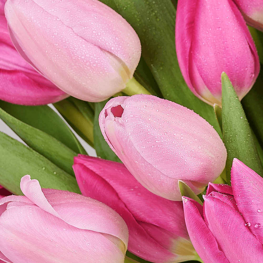 Mother’s Day Assorted Tulip Bouquet & Box, tulip gift, tulip, flower gift, flower, seasonal flower gift, seasonal flower, mothers day gift, mothers day, Toronto delivery