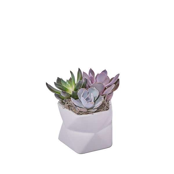 Potted Succulent Arrangement Plant gift baskets Toronto delivery