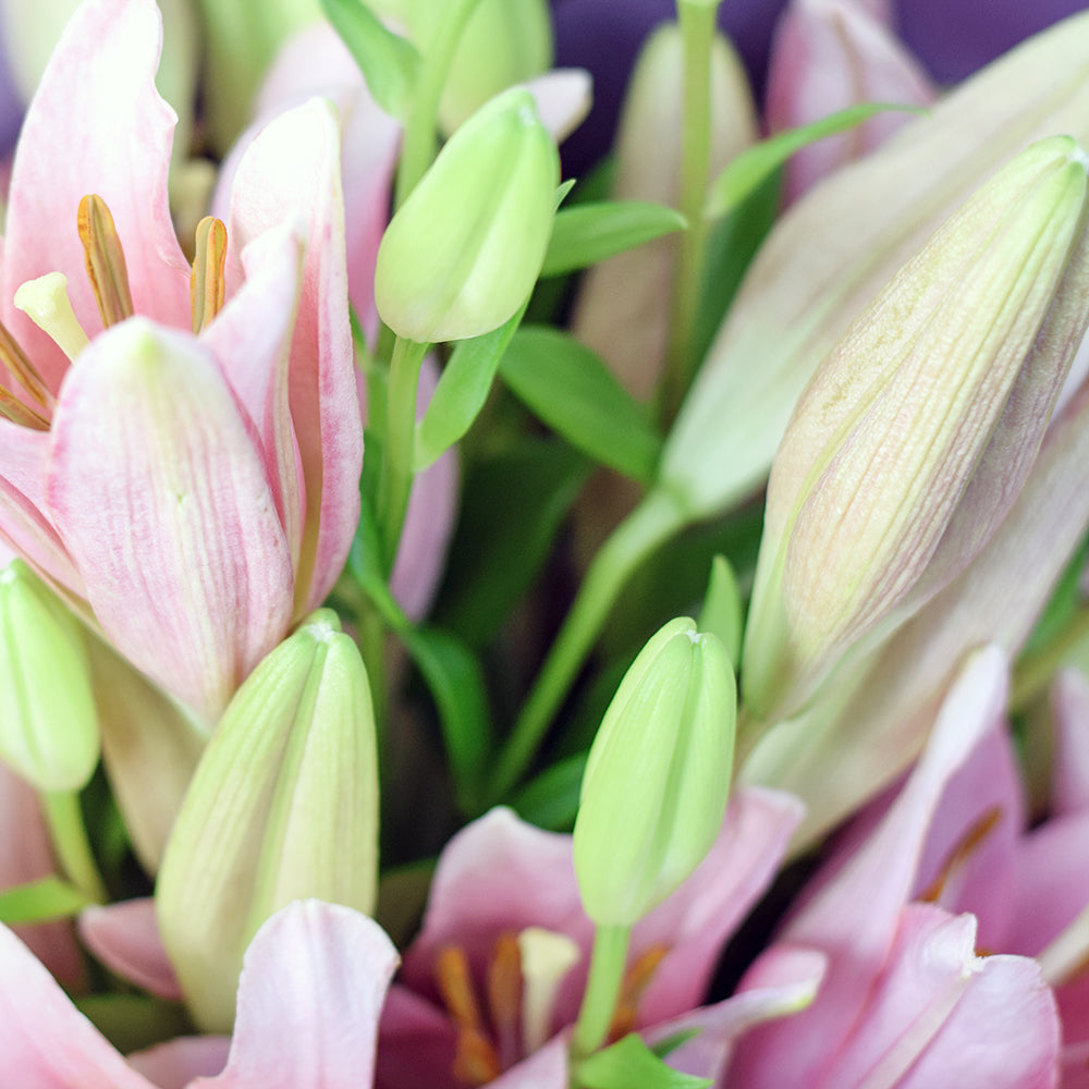 Toronto Same Day Flower Delivery - Toronto Flower Gifts - berry crush lily bouquet