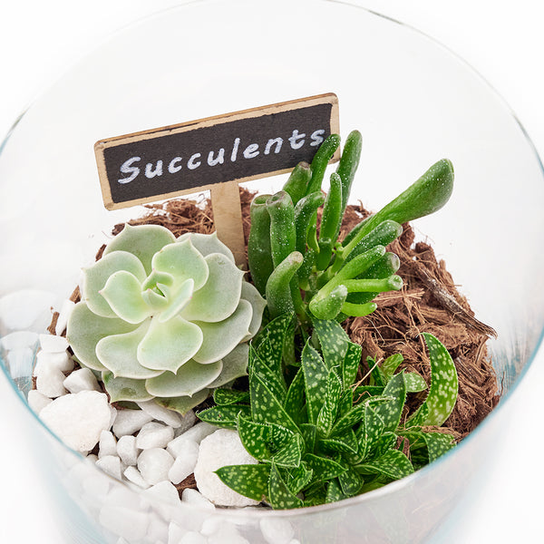 Plant Gifts Circle of Life Succulent Terrarium Toronto Blooms