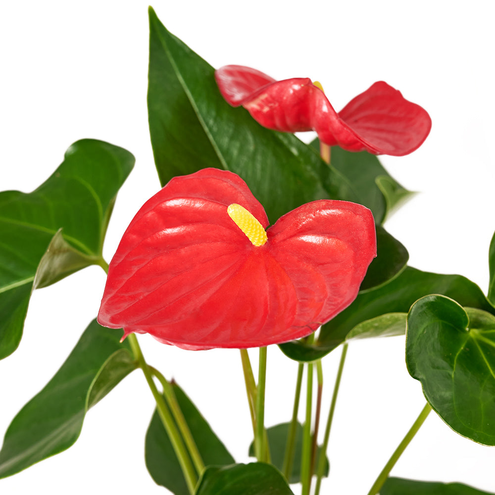 For My Love Flower Gift - Anthurium and Teddy Bear Gift Set - Same Day Toronto Delivery