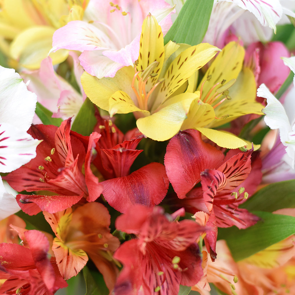 Fresh Lily Gifts | Livewire Lilies Flower Gift