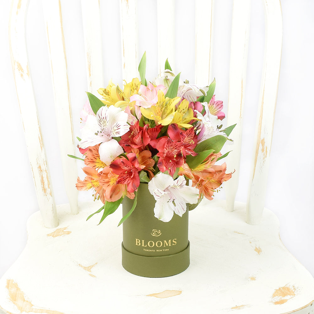 Fresh Lily Gifts | Livewire Lilies Flower Gift