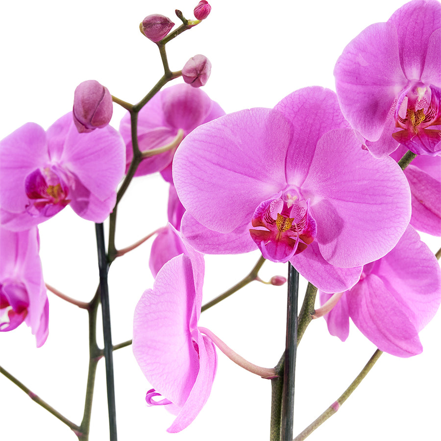 Pink orchid arranged in a black box. Same Day Toronto Delivery