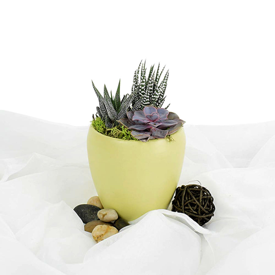 Potted Succulent Arrangement - Succulent Plant Gift - Same Day Toronto Delivery