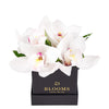 Simple Orchid Gift Box– Orchid Gifts– Toronto delivery