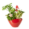 holiday,  Potted Flower,  christmas,  Flower Arrangement,  Floral Arrangement,  Set 23989-2021, floral arrangement delivery, delivery floral arrangement, christmas flowers canada, canada christmas flowers, toronto
