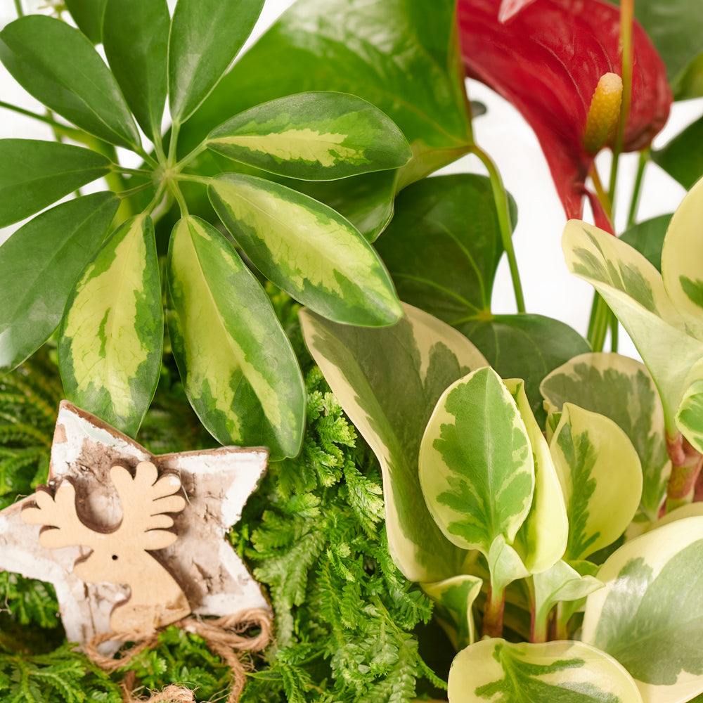 holiday, Potted Flower, christmas, Flower Arrangement, Floral Arrangement, Set 23989-2021, floral arrangement delivery, delivery floral arrangement, christmas flowers canada, canada christmas flowers, toronto