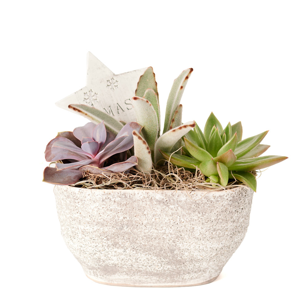 Succulent Arrangement, Floral Gift, Floral Arrangement, holiday, christmas, Set 23991-2021, holiday succulent delivery, delivery holiday succulent, christmas arrangement canada, canada christmas arrangement, toronto