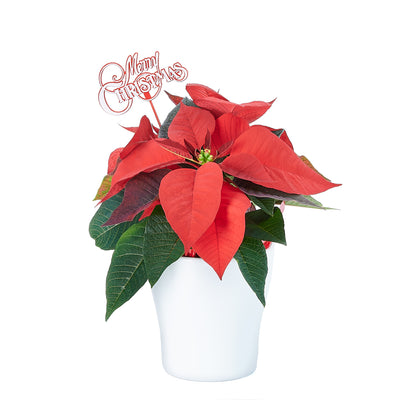 Potted Flower, flowers, Flower Arrangement, christmas, holiday, Set 24040-2021, holiday flower delivery, delivery holiday flower, christmas plant canada, canada christmas plant, toronto delivery