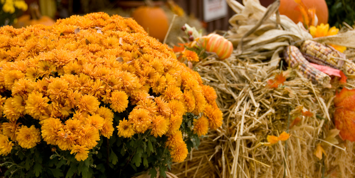 The Best Fall Flowers for Every Room in Your House