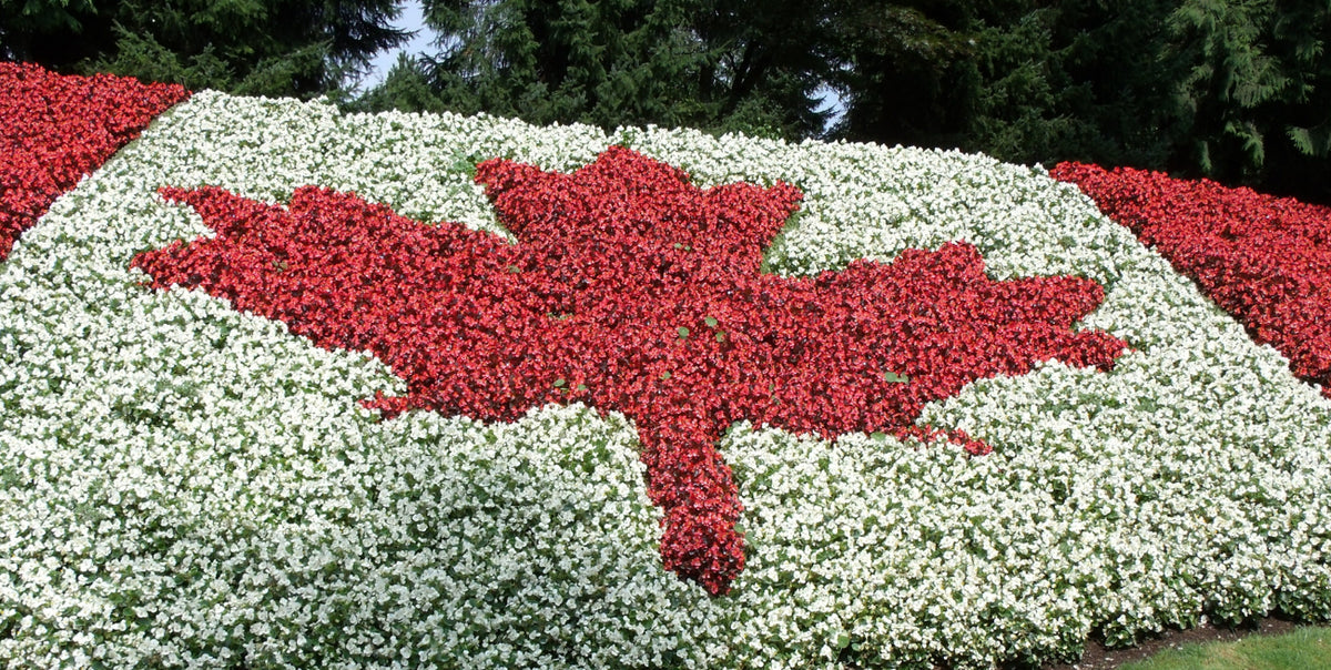 Red and White Floral Arrangements for Canada Day