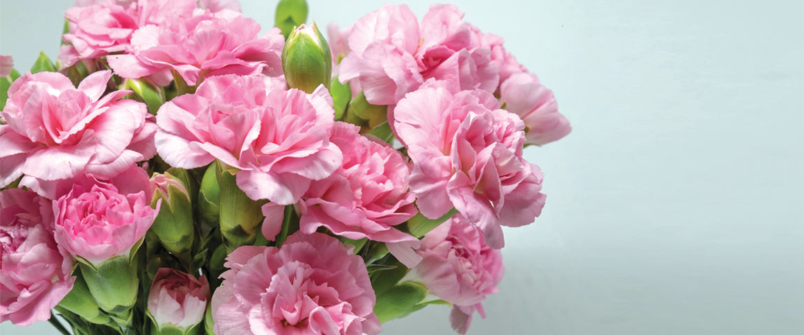 Carnations