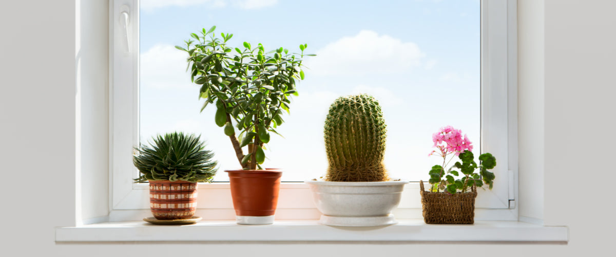 House Plants