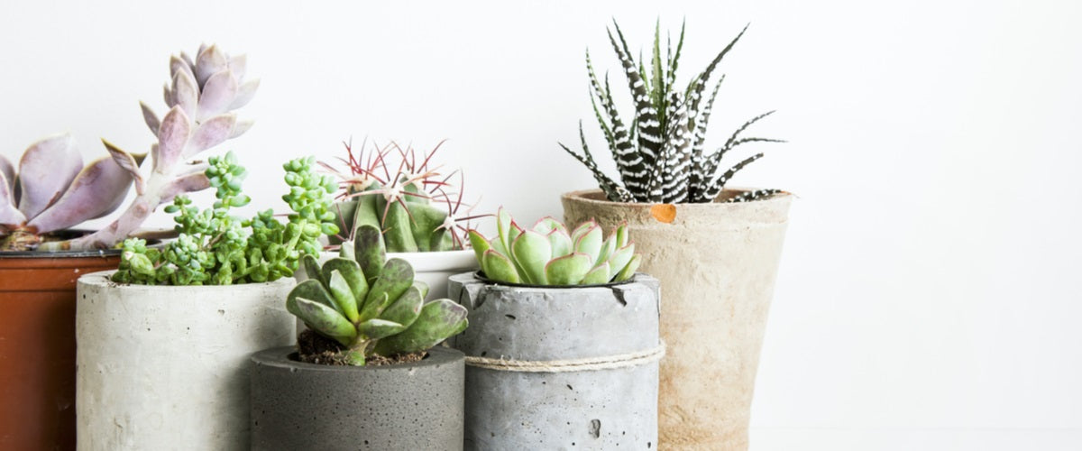 All Plants