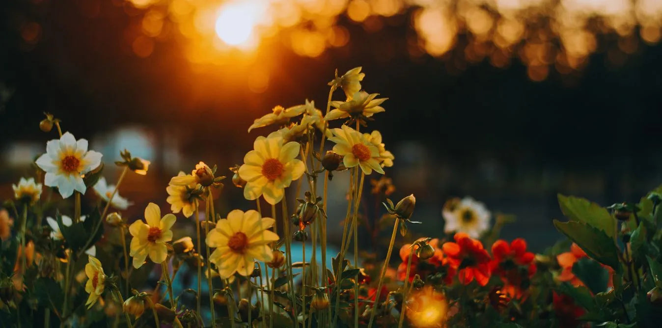 Flower Delivery In Burlington