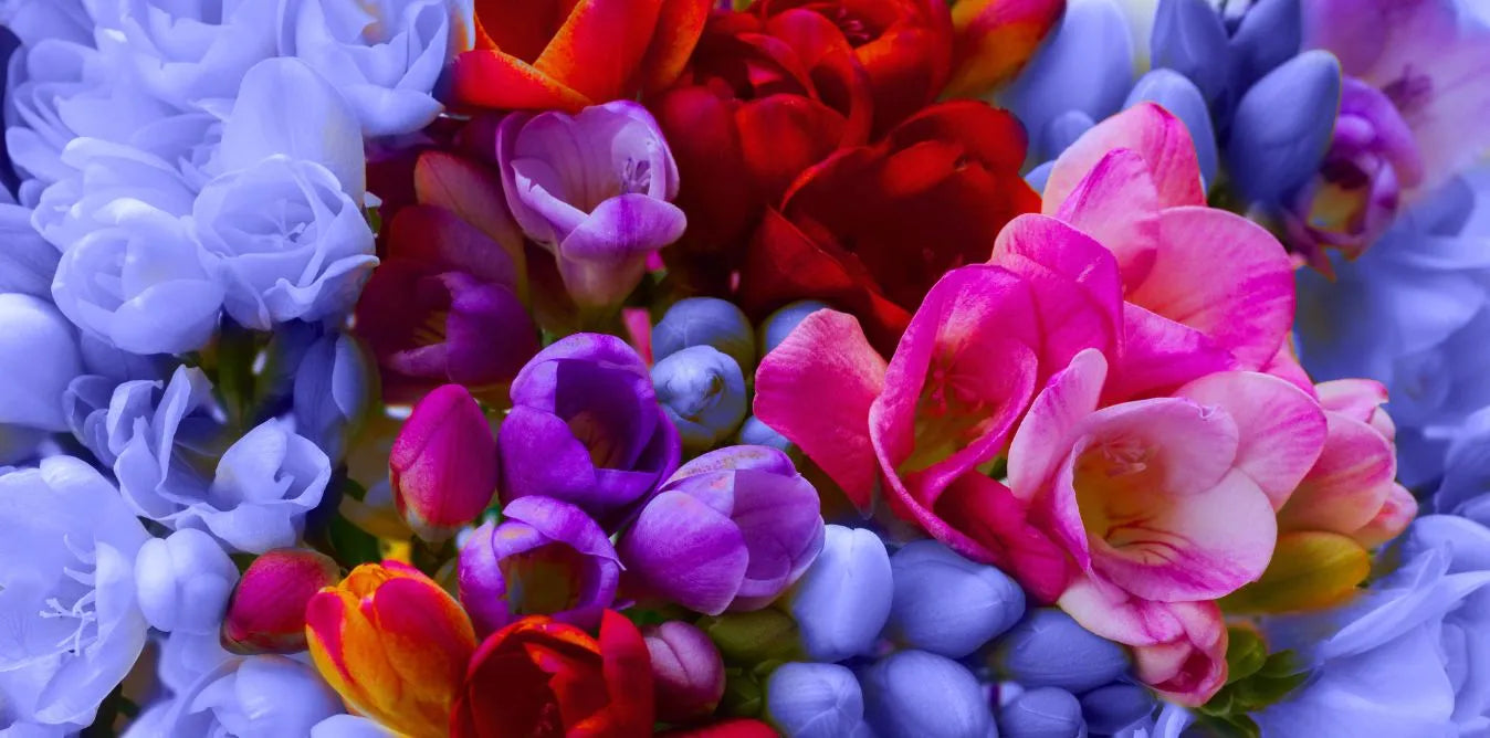 Toronto Blooms - Flower Gifts, flowers, flower arrangements, Burlington Flower Delivery