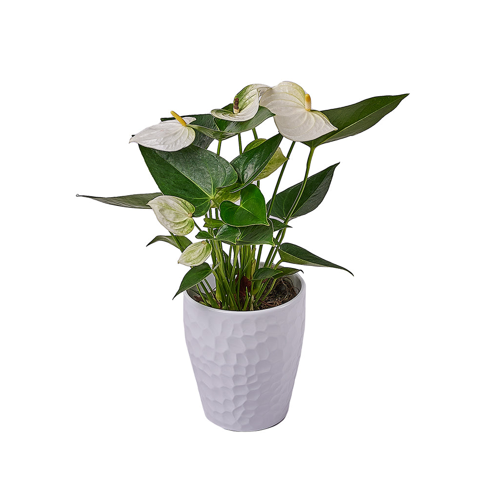 Admiration &amp; Love Anthurium Flower, flower gift, flower, plant gift, plant, Toronto delivery