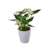 Admiration & Love Anthurium Flower, flower gift, flower, plant gift, plant, Toronto delivery