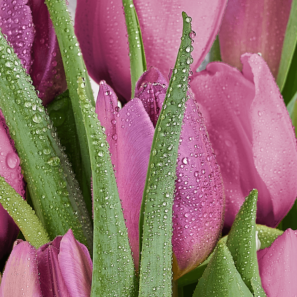 Blooming Spring Tulip Bouquet, tulip gift, tulip, seasonal flower gift, seasonal flower, flower gift, flower, Toronto delivery