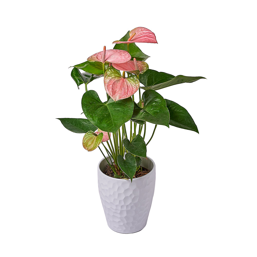Blush Pink Anthurium Plant, plant gift, plant, flower gift, flower, Toronto delivery