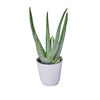 Calm Recollections Aloe Vera Plant, plant gift, plant, aloe vera gift, aloe vera, succulent gift, succulent, Toronto delivery