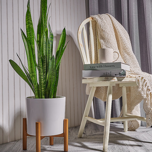 Snake plant on a planter beside a chair 