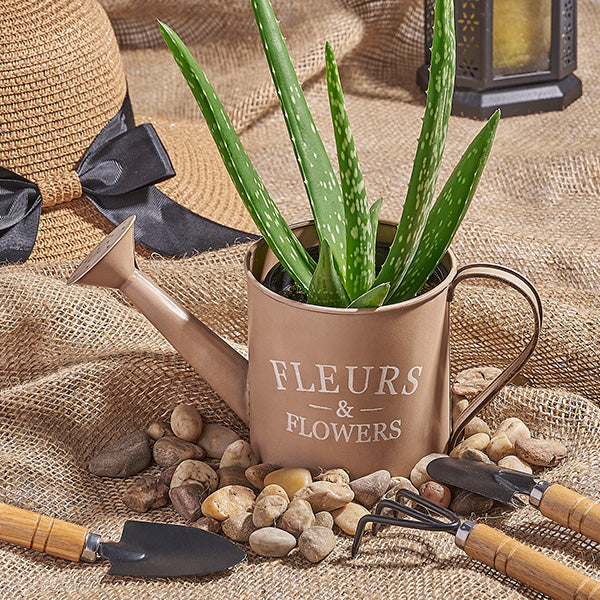 Aloe plant on a watering can