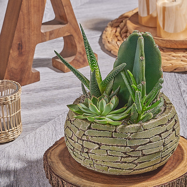 Succulent arrangement on a wooden setting