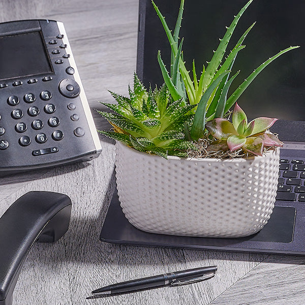 Office plants Toronto delivery