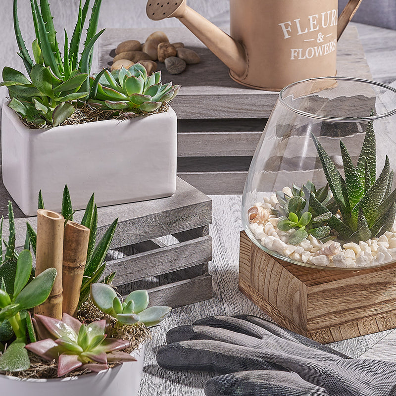 Collection of potted plants including succulents and a terrarium on a wooden surface.