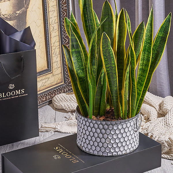 Snake plant on a blooms box