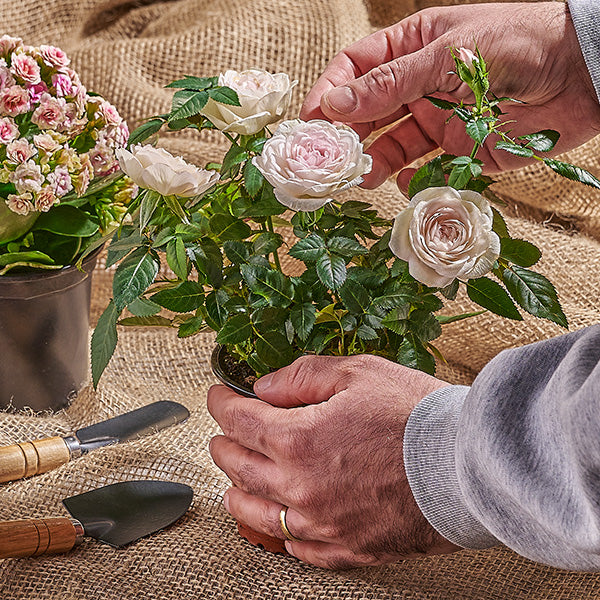 Person arranging flowers on a textured surface with gardening tools nearby
