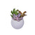 Green Aura Succulent Planter