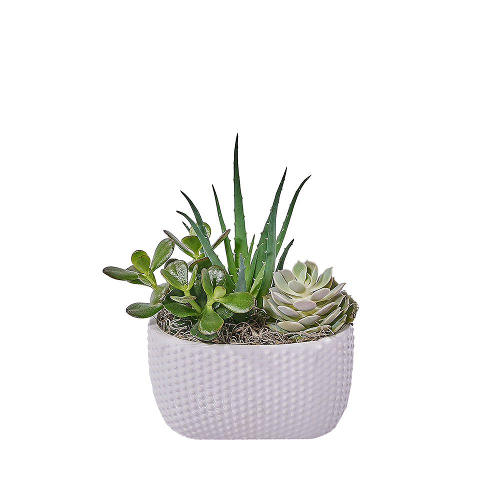 Indoor Succulent Garden, plant gift, plant, succulent gift, succulent, Toronto delivery