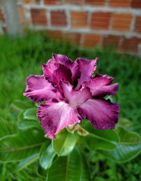 Same day flower delivery Toronto – Toronto flowers gifts