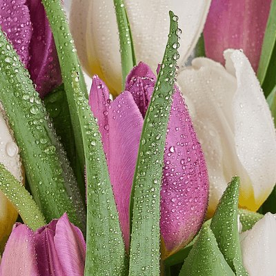 Lilac Dreams Tulip Bouquet, tulip gift, tulip, flower gift, flower, seasonal flower gift, seasonal flower, Toronto delivery