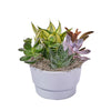 Lively Succulent Planter, plant gift, plant, succulent gift, succulent, Toronto delivery