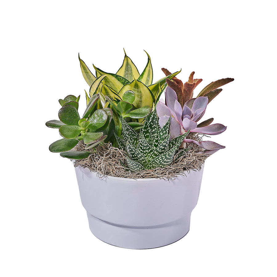 Lively Succulent Planter