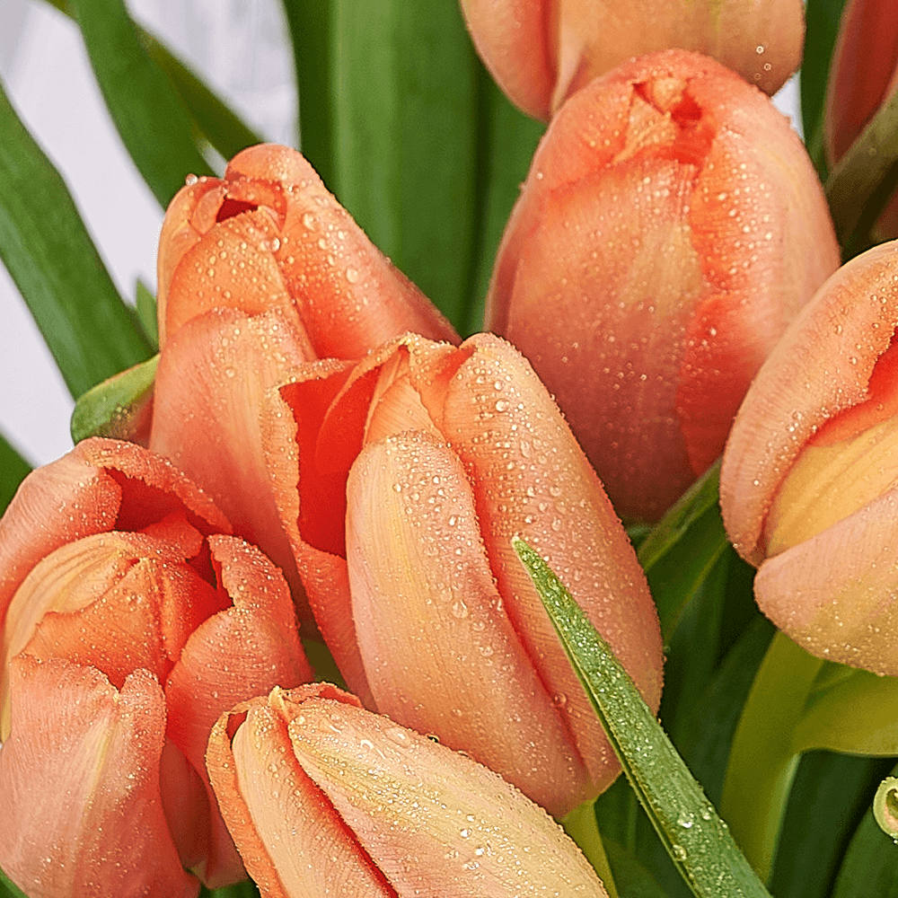 Midsummer Night Tulip Bouquet, tulip gift, tulip, flower gift, flower, seasonal flower gift, seasonal flower, Toronto delivery