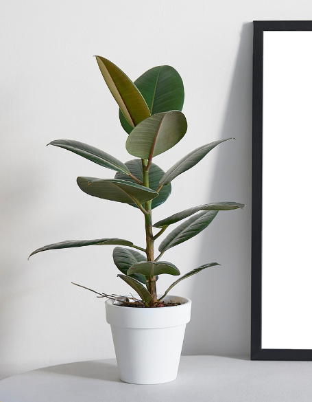 Same day flower delivery Toronto – Toronto flowers gifts