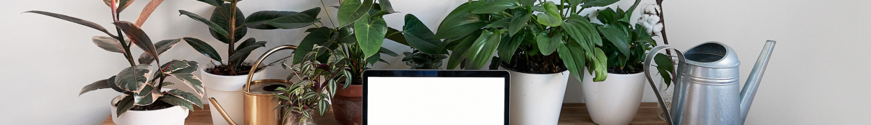 Same day flower delivery Toronto – Toronto flowers gifts