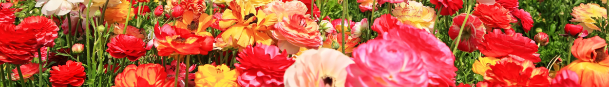 Same day flower delivery Toronto – Toronto flowers gifts