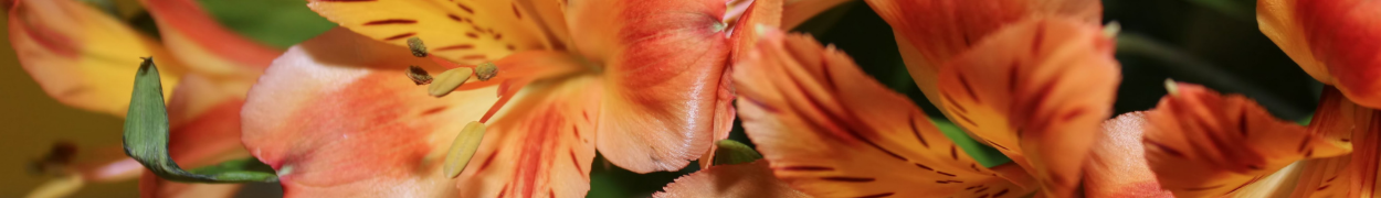 Same day flower delivery Toronto – Toronto flowers gifts