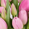 Pink Paradise Tulip Bouquet, tulip gift, tulips, seasonal flower gift, seasonal flowers, flower gift, flowers, Toronto delivery