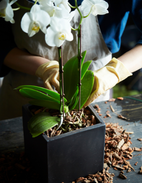 Same day flower delivery Toronto – Toronto flowers gifts