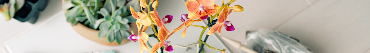 Same day flower delivery Toronto – Toronto flowers gifts