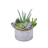 Potted Succulent Garden, plant gift, plant, succulent gift, succulent, Toronto delivery